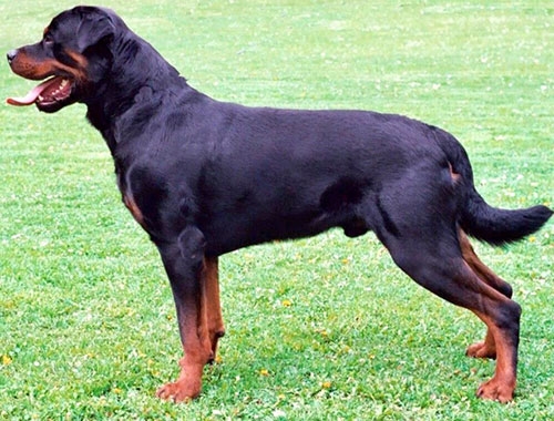 狗狗智商大比拼-洛威拿Rottweiler